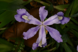 Iris cristata RCP5-06 076.jpg